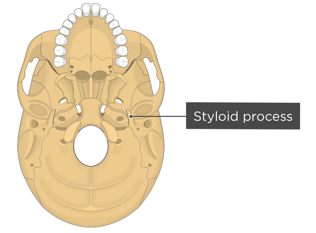 skull bone markings - inferior view - styloid process