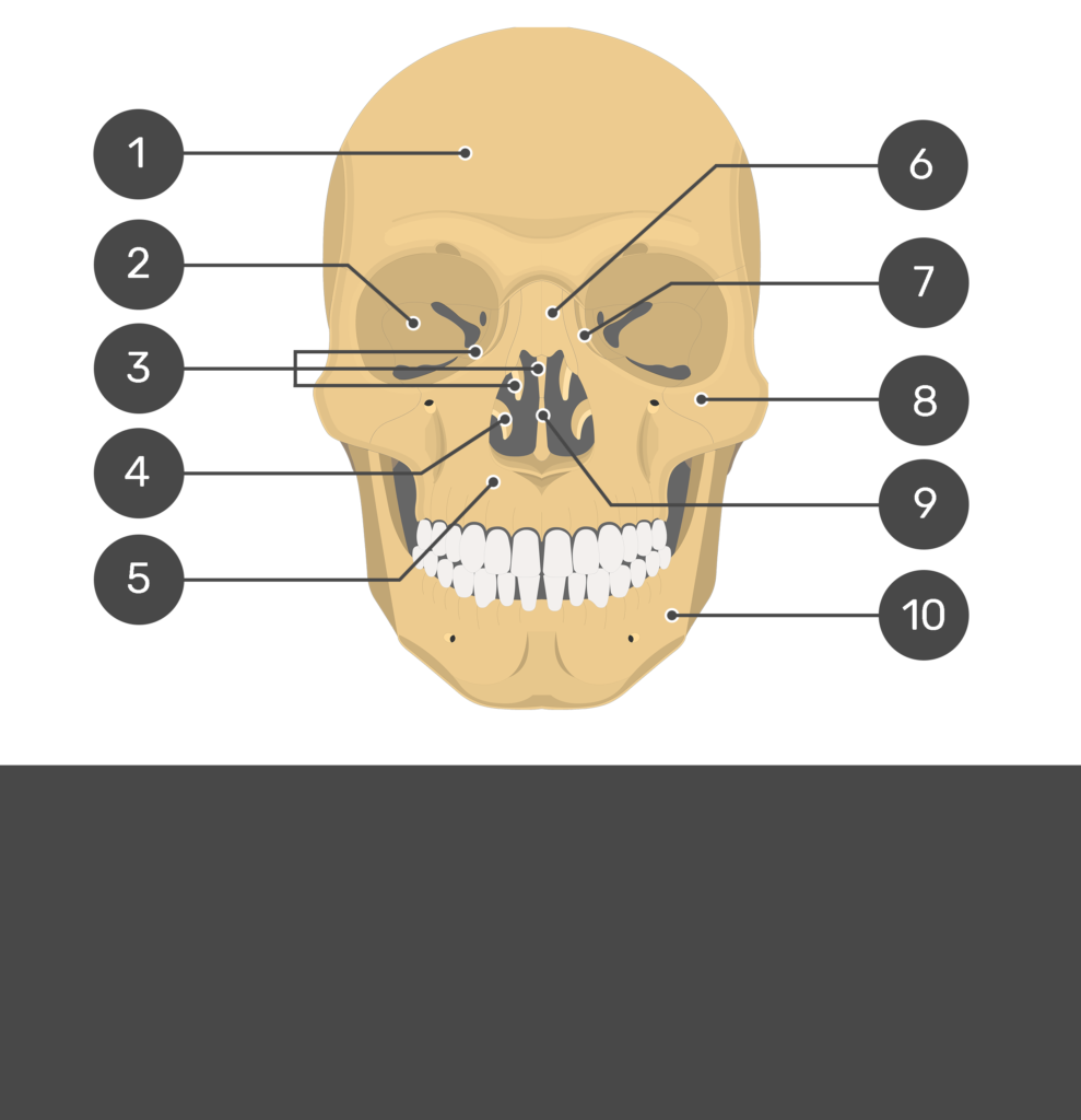 Skull bone anatomy - anterior view | getbodysmart
