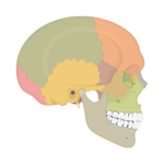 skull bones - lateral view - featured image