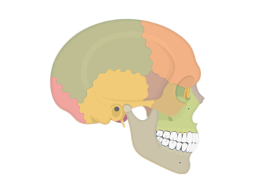 Skeletal System Quizzes