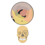skull bones - orbital view - featured image