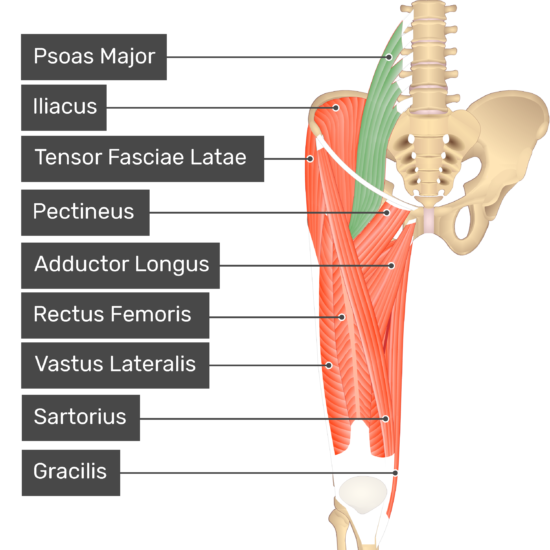 femur muscle attachments