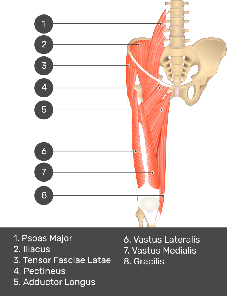A quiz image of the anterior view of the thigh, pelvis and lower section of the vertebral column. The muscles of the anterior thigh are numbered 1 to 9. The answers revealed at the bottom are as follows 1. Psoas Major 2. Iliacus 3. Tensor Fasciae Latae 4. Pectineus 5. Adductor Longus 6. Vastus Lateralis 7. Vastus Medialis 8. Gracilis.