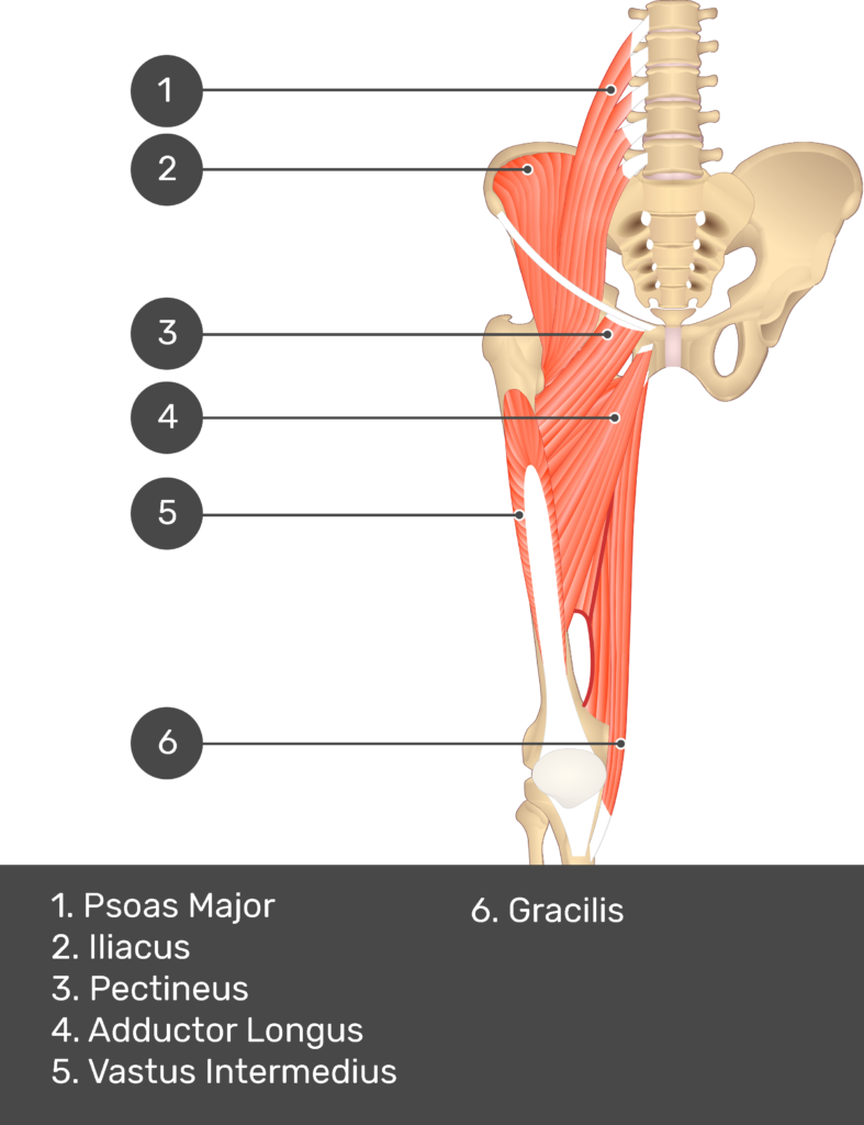 A quiz image of the anterior view of the thigh, pelvis and lower section of the vertebral column. The muscles of the anterior thigh are numbered 1 to 9. The answers revealed at the bottom are as follows 1. Psoas Major 2. Iliacus 3. Pectineus 4. Adductor Longus 5. Vastus Intermedius 6. Gracilis.