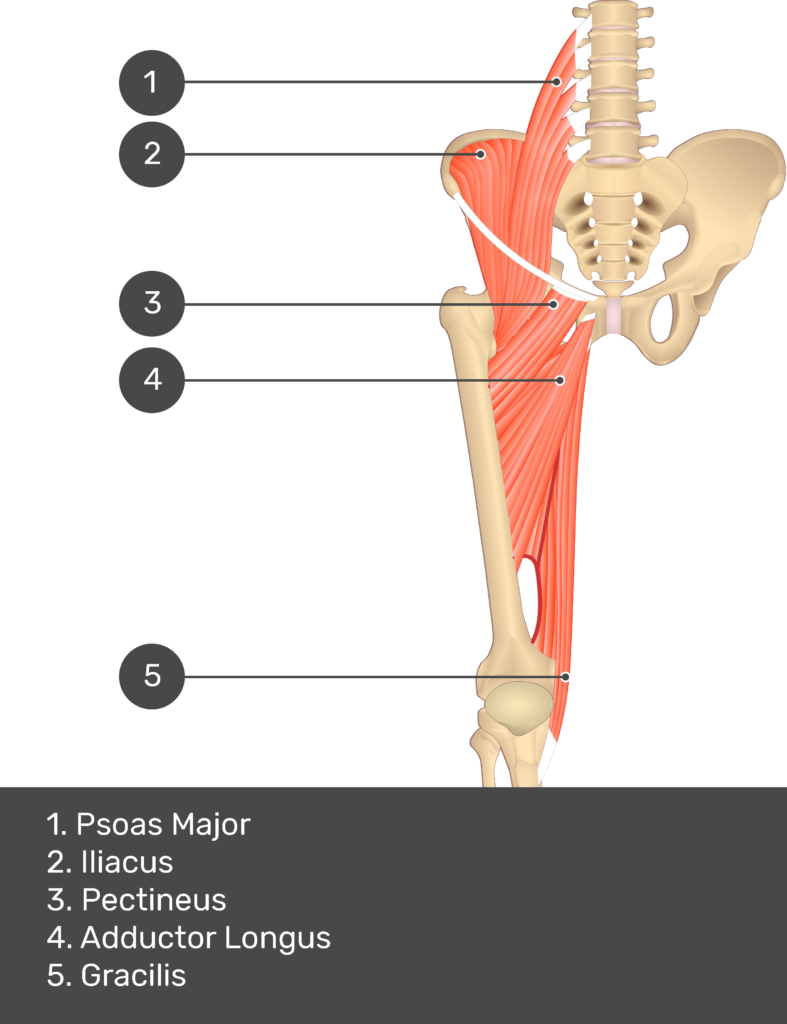 A quiz image of the anterior view of the thigh, pelvis and lower section of the vertebral column. The muscles of the anterior thigh are numbered 1 to 9. The answers revealed at the bottom are as follows 1. Psoas Major 2. Iliacus 3. Pectineus 4. Adductor Longus 5. Gracilis.