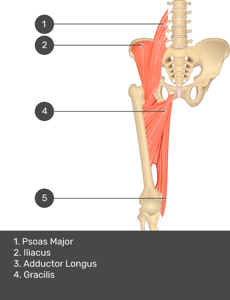 A quiz image of the anterior view of the thigh, pelvis and lower section of the vertebral column. The muscles of the anterior thigh are numbered 1 to 9. The answers revealed at the bottom are as follows 1. Psoas Major 2. Iliacus 3. Adductor Longus 4. Gracilis.