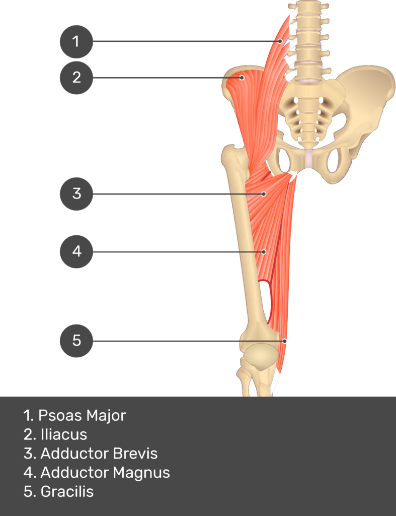 A quiz image of the anterior view of the thigh, pelvis and lower section of the vertebral column. The muscles of the anterior thigh are numbered 1 to 9. The answers revealed at the bottom are as follows 1. Psoas Major 2. Iliacus 3. Adductor Brevis 4. Adductor Magnus 5. Gracilis.