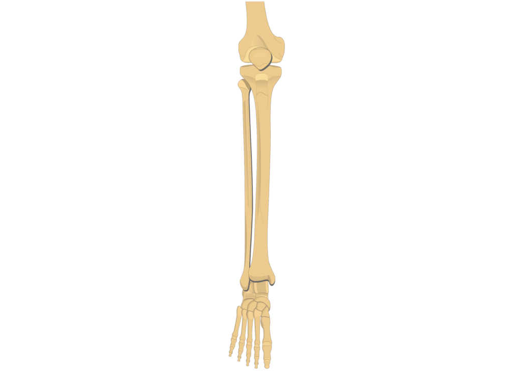 Tibia and fibula: anatomy and labeled diagram | GetBodySmart