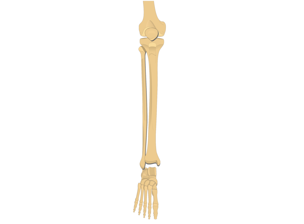 tibia fibula - ankle joint