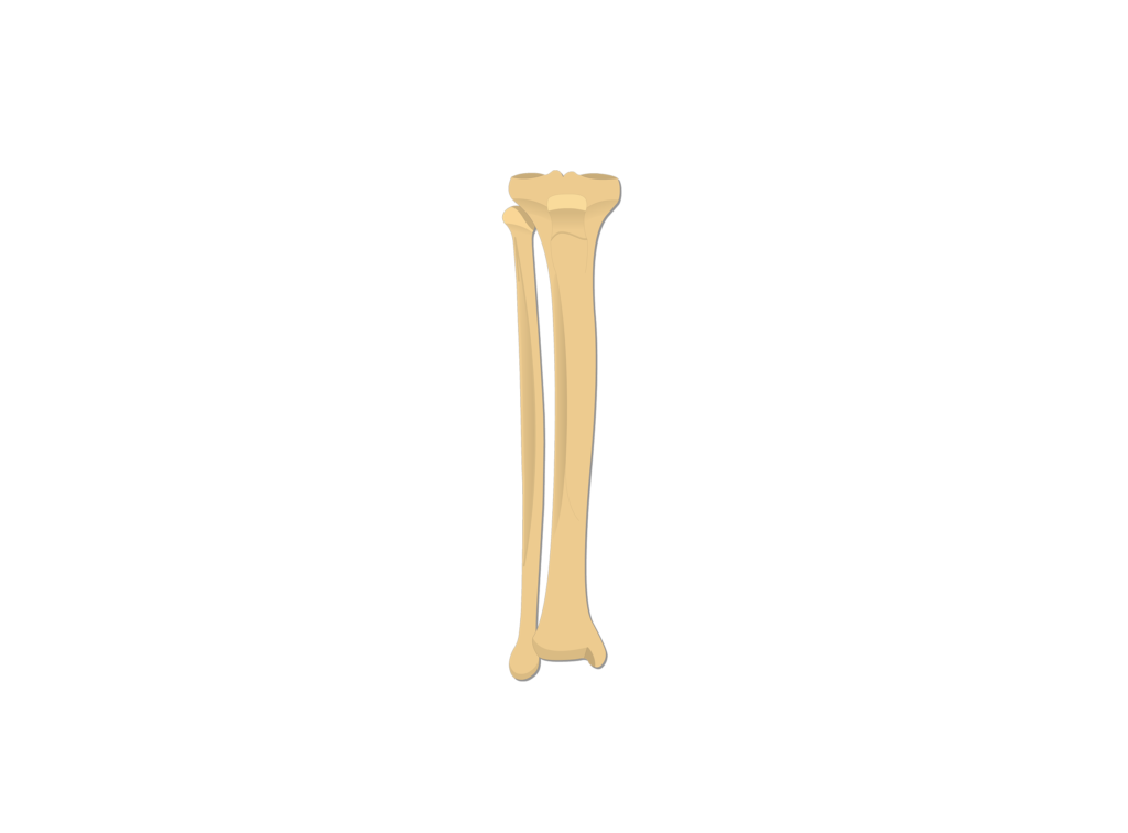 Curved tibia fibula. Fibula and tibia bone. fibula кость. кость png. favourite - 2216-1p tibia.