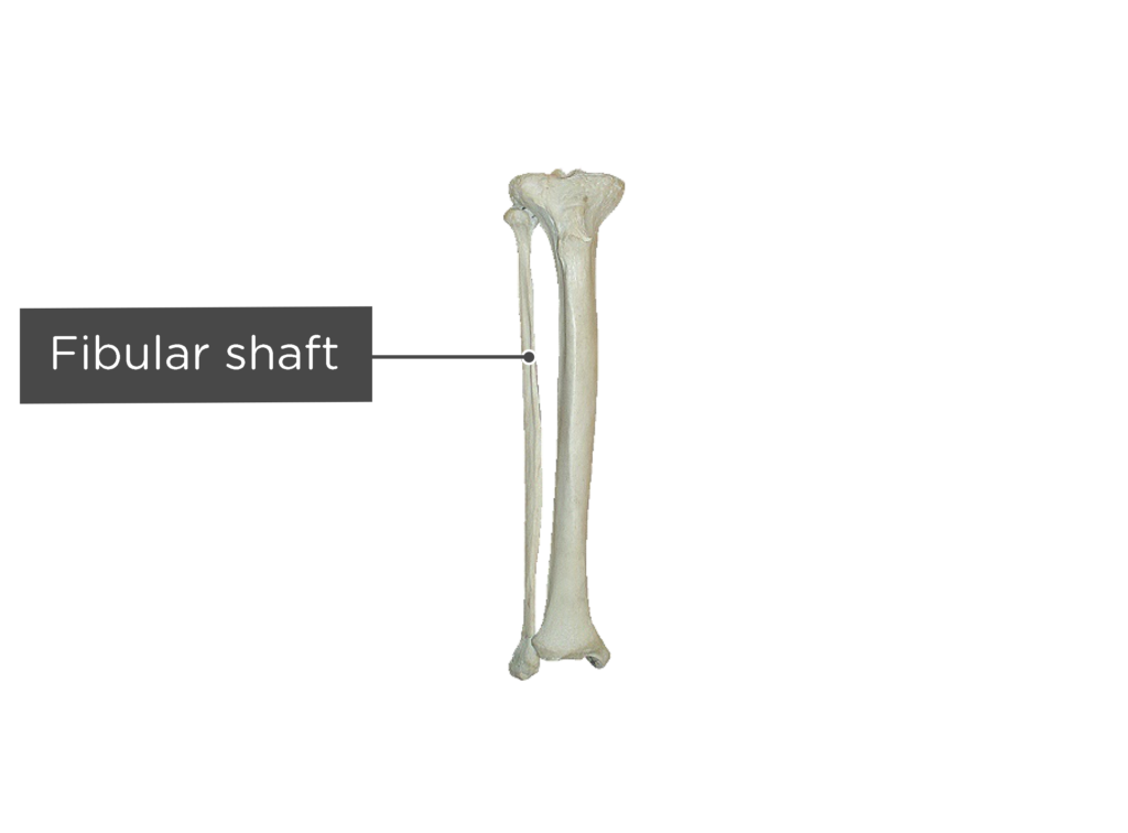 Tibia and fibula anatomy and labeled diagram GetBodySmart