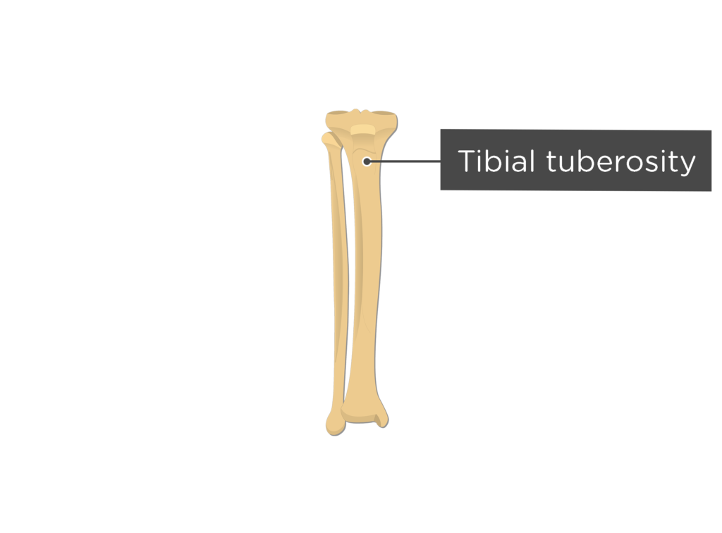 Tibia and fibula anatomy and labeled diagram GetBodySmart