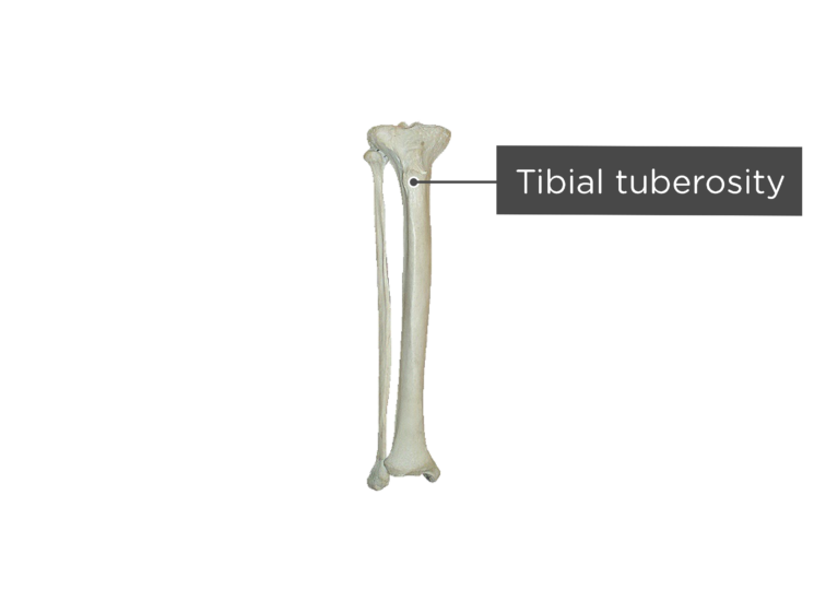 Bone Markings Tuberosity