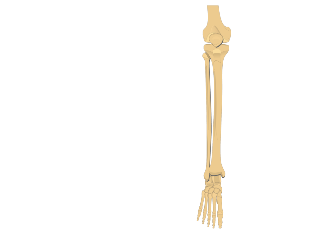 tibia fibula - articulation