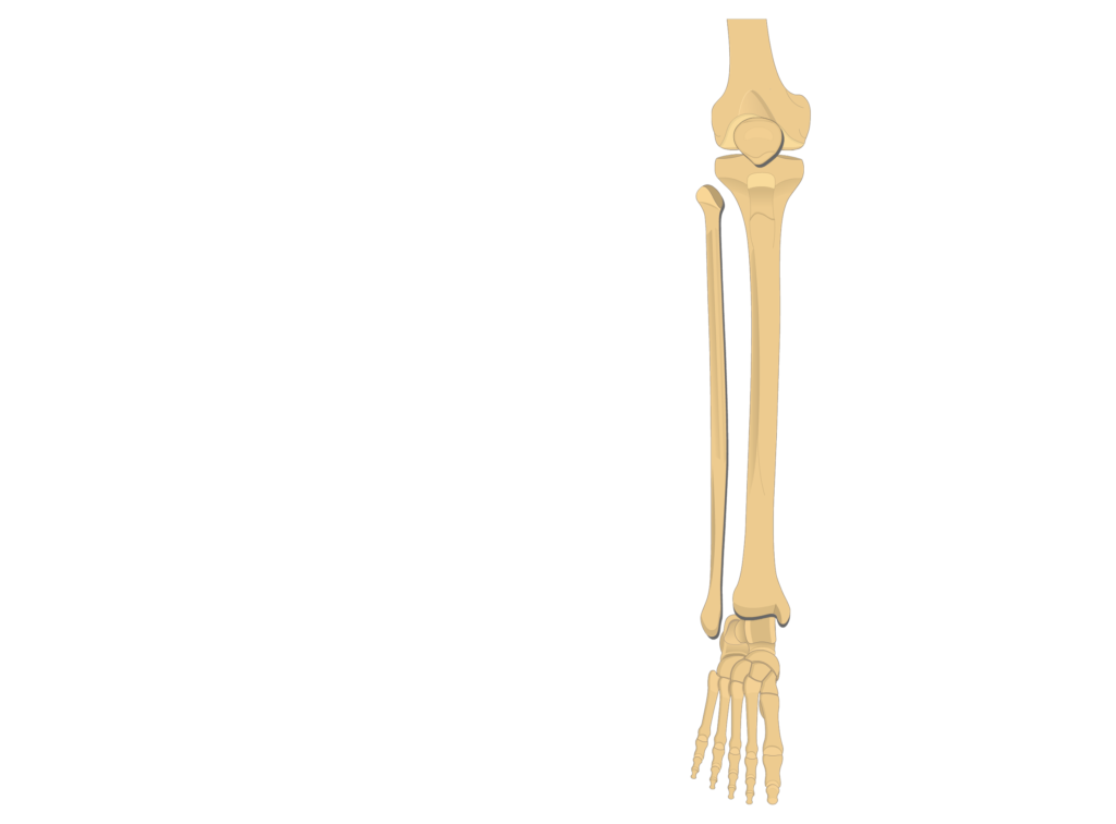 Tibia and fibula: anatomy and labeled diagram | GetBodySmart