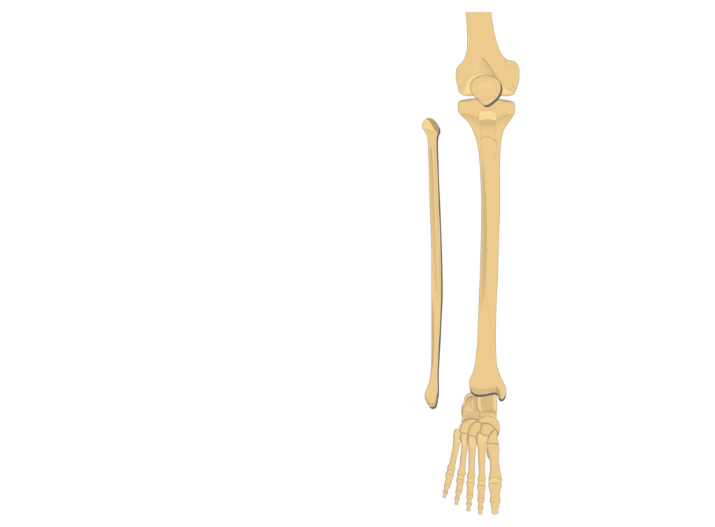 tibia fibula - articulation