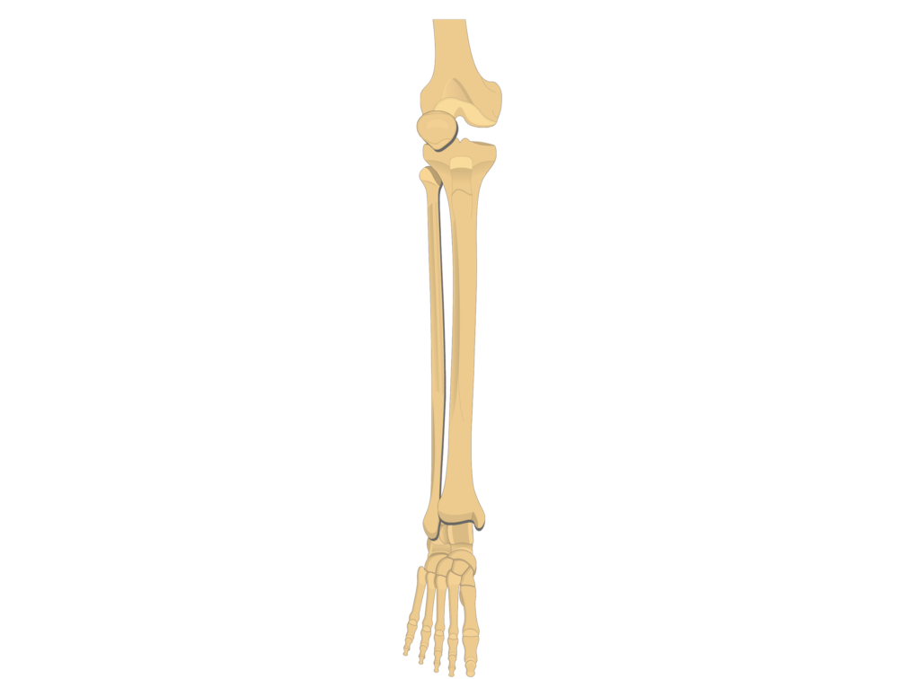 Tibia and fibula: anatomy and labeled diagram | GetBodySmart