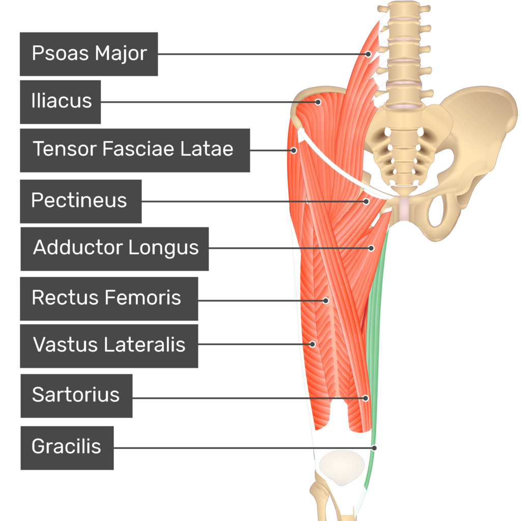 Gracilis muscle - Origin, insertion and actions | GetBodySmart