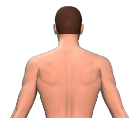 Extensions of the vertebral column animation slide 2