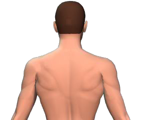 Contralateral rotation of the vertebral column animation slide 3