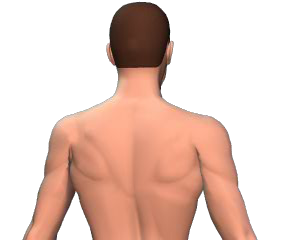 Contralateral rotation of the vertebral column animation slide 5