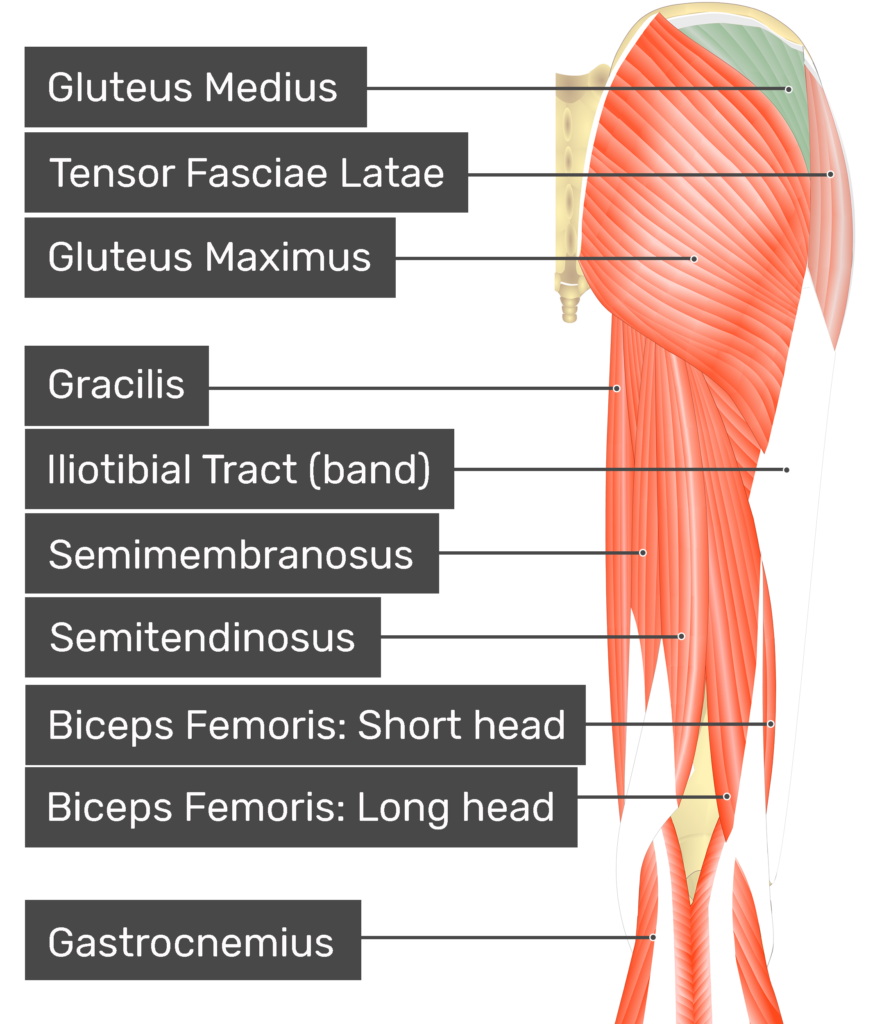 Gluteus medius - Origin, insertion and actions