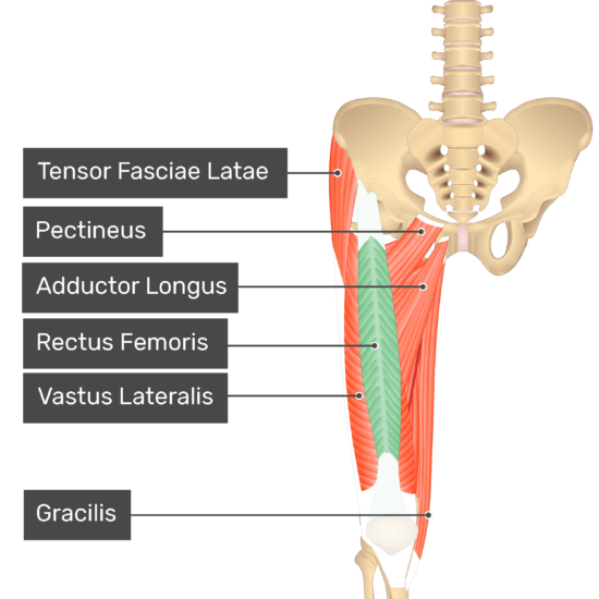 Lesser Trochanter Muscle Attachments