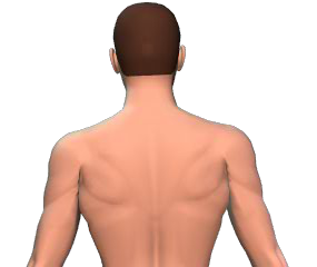 Lateral flexion of the vertebral column animation slide 2