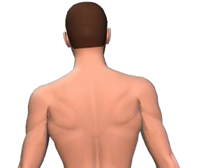 Lateral flexion of the vertebral column animation slide 3