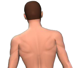 Lateral flexion of the vertebral column animation slide 4