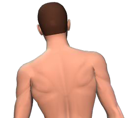 Lateral flexion of the vertebral column animation slide 5
