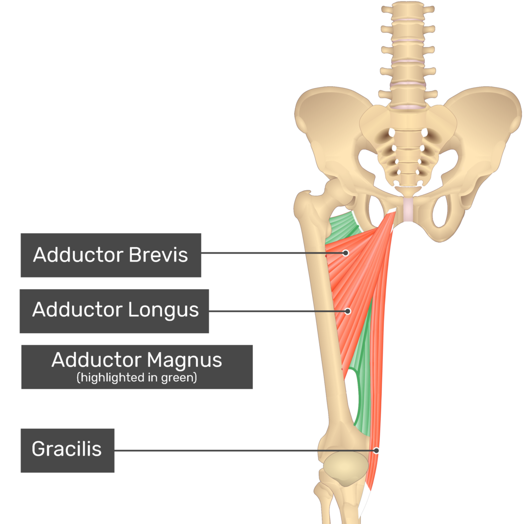 Adductor Magnus Muscle GetBodySmart