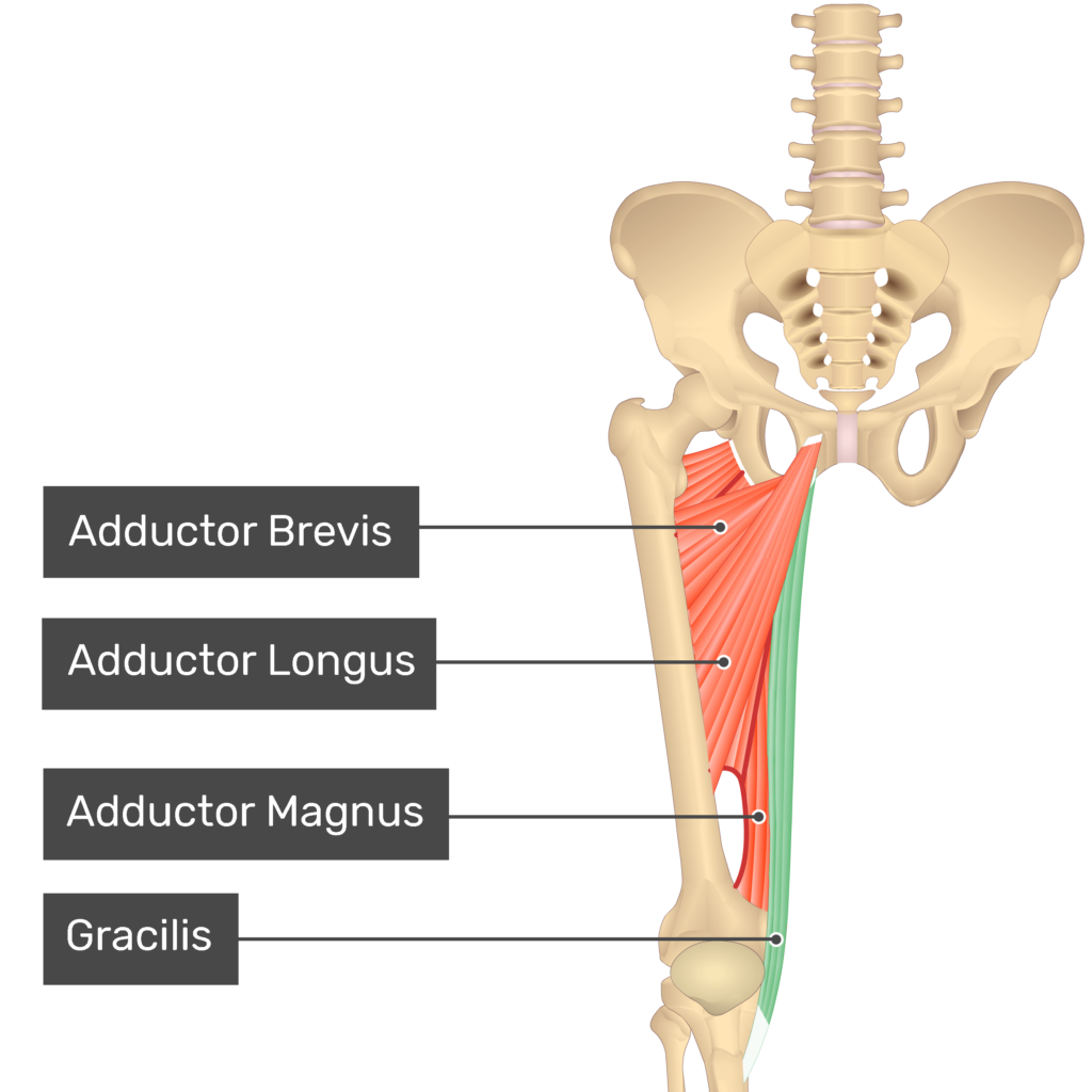 Gracilis muscle - Origin, insertion and actions | GetBodySmart