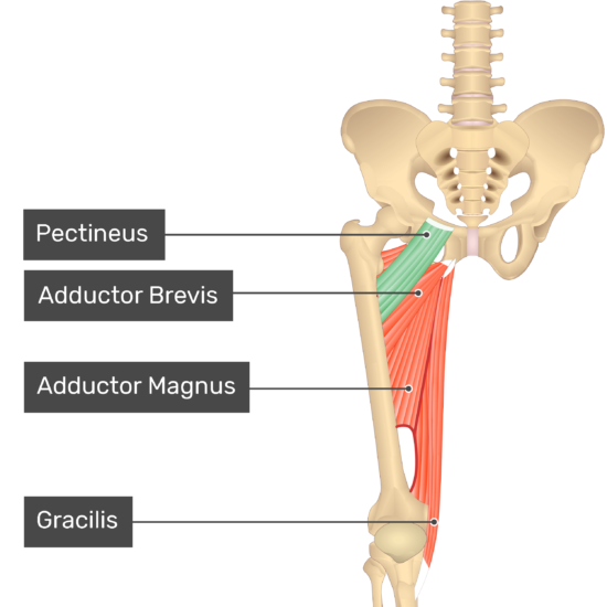 Pectineus and Gracilis Muscles