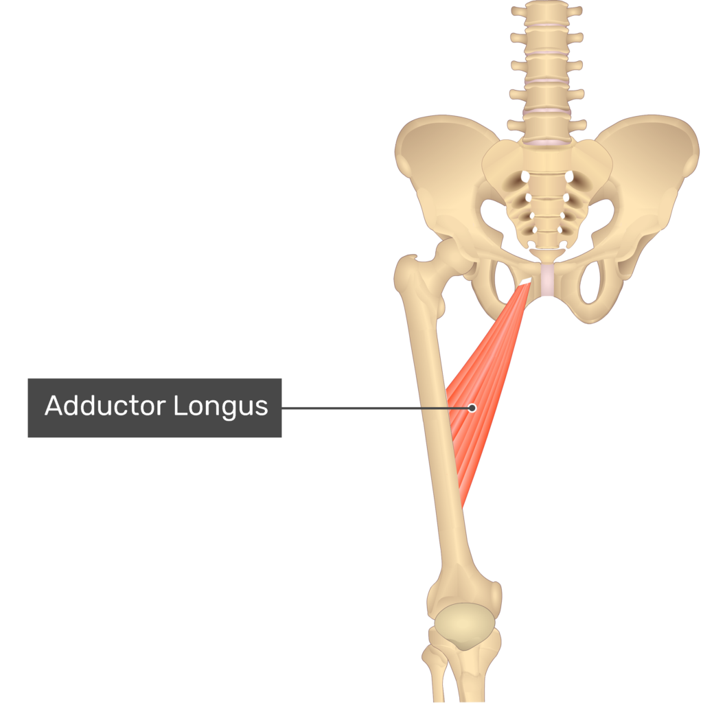 Adductor Longus Muscle GetBodySmart