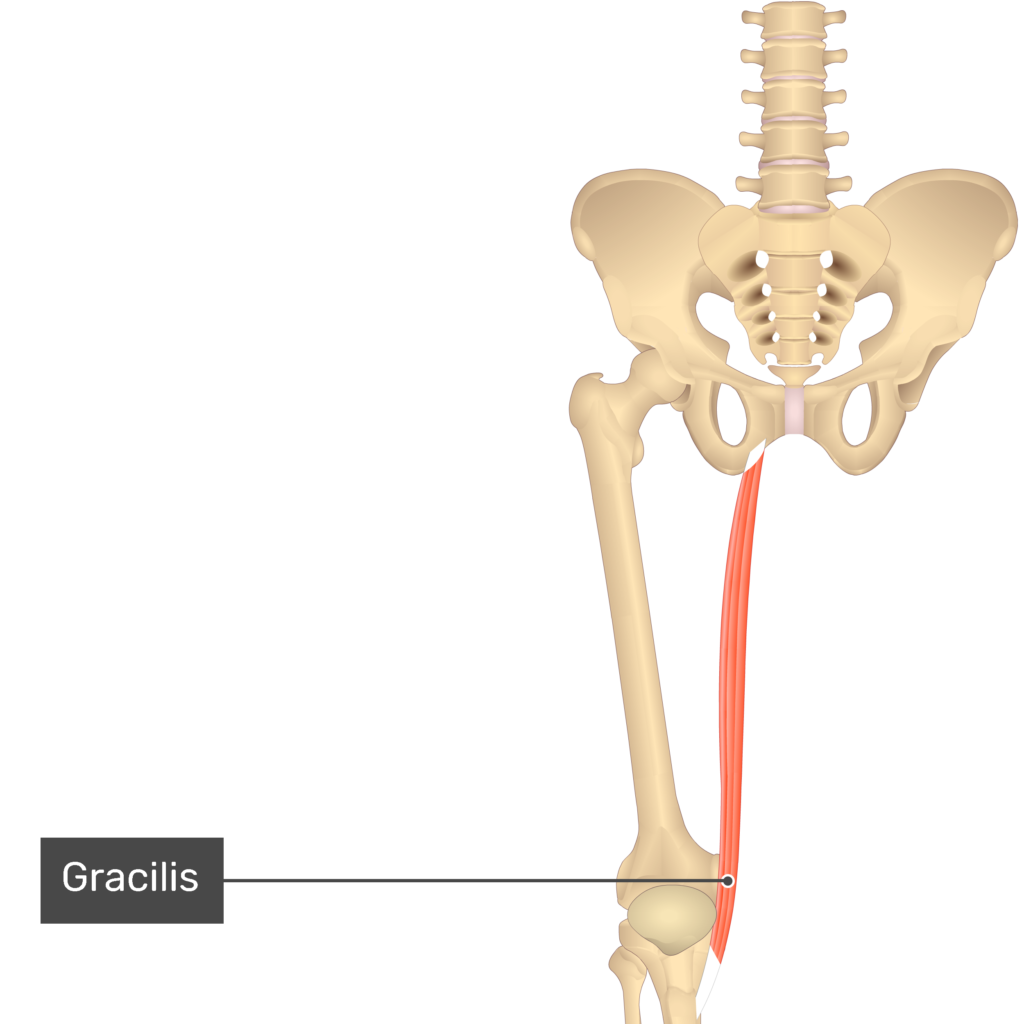 Sartorius Origin And Insertion