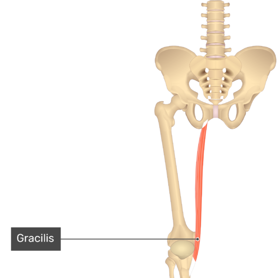 Image result for gracilis