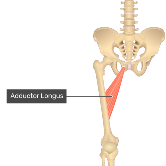 Adductor Longus Cadaver