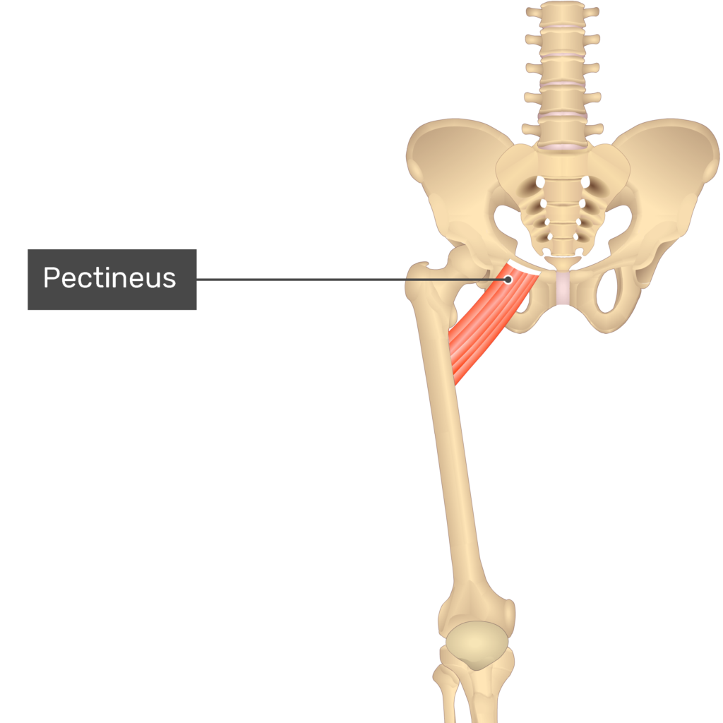Pectineus Actions Attachmentts Teachmeanatomy - vrogue.co