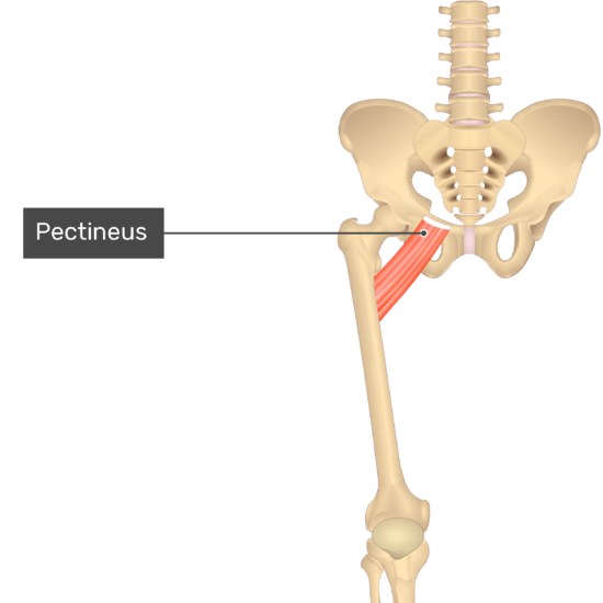 Pectineus Muscle