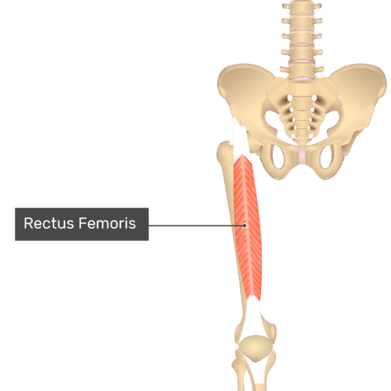 Rectus Femoris Muscle