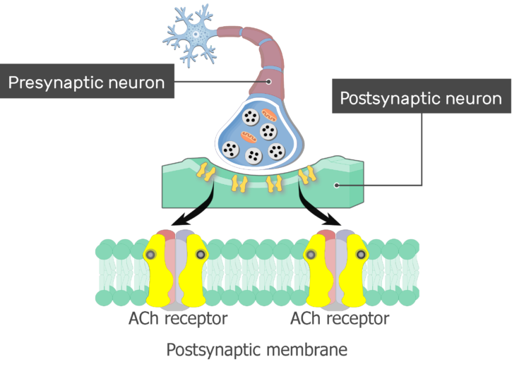 Acetylcholine Receptors GetBodySmart