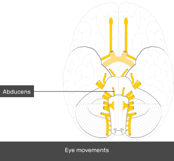 An inferior view of the brain showing the cranial nerves (Abducens nerve is labeled)
