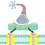 An image showing the Acetylcholine Receptor consists of presynaptic cholinergic neuron acting on postsynaptic ACh receptor, the postsynaptic membrane is magnified