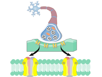 An image showing the Acetylcholine Receptor consists of presynaptic cholinergic neuron acting on postsynaptic ACh receptor, the postsynaptic membrane is magnified