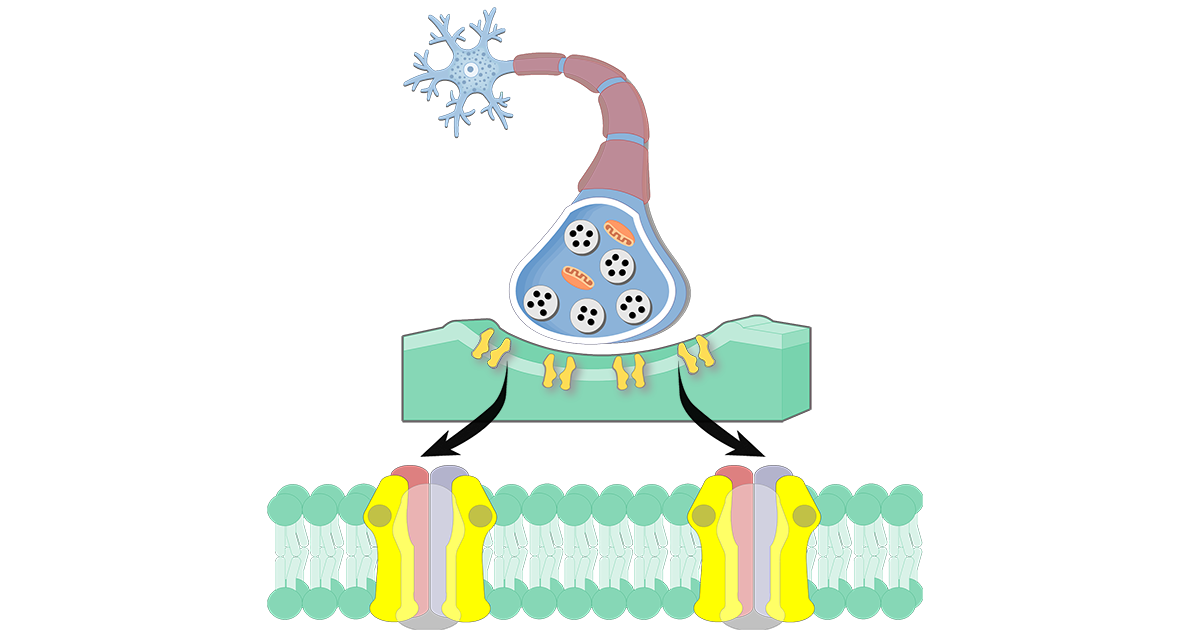 Acetylcholine Receptors