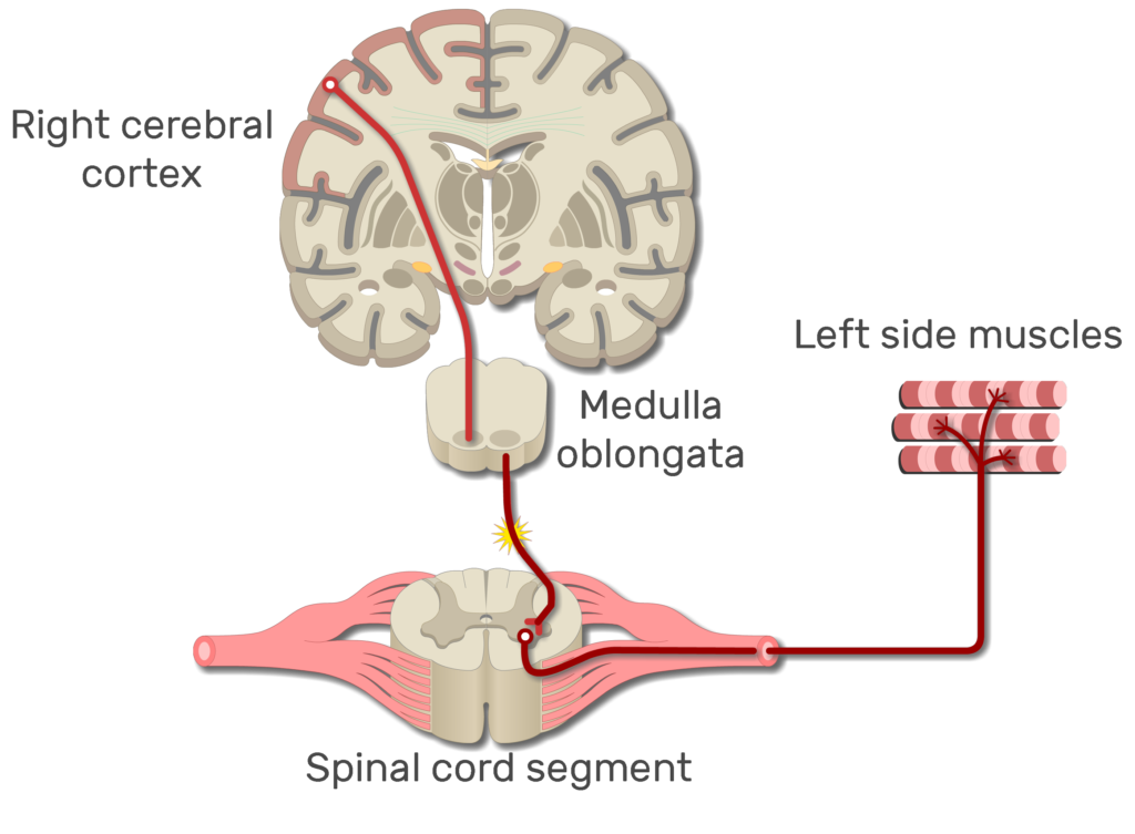 An image showing the action potential moving from the right cerebral cortex to left side muscles through the spinal cord