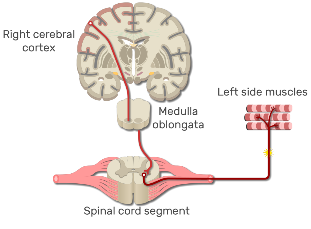 An image showing the action potential moving from the right cerebral cortex to left side muscles through the spinal cord