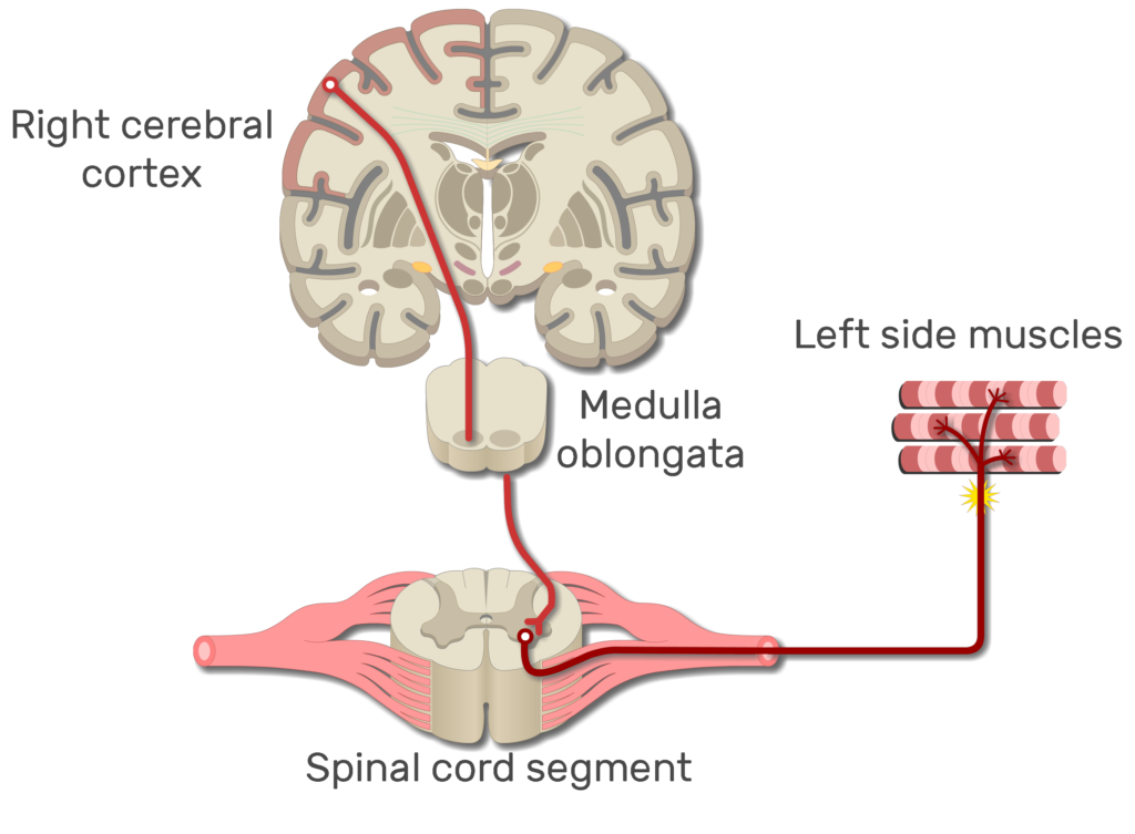 An image showing the action potential moving from the right cerebral cortex to left side muscles through the spinal cord