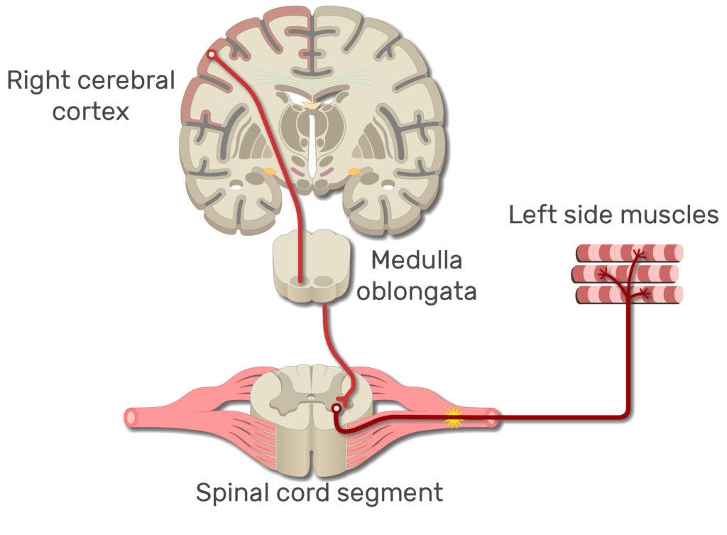 An image showing the action potential moving from the right cerebral cortex to left side muscles through the spinal cord